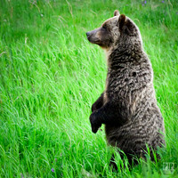 20240714 Kananaskis Grizzlies-4