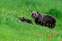 20240714 Kananaskis Grizzlies-6