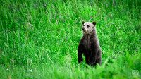 20240714 Kananaskis Grizzlies-2