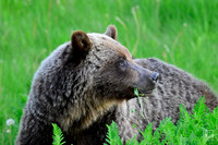 20240714 Kananaskis Grizzlies-12