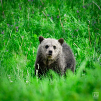 20240714 Kananaskis Grizzlies-1
