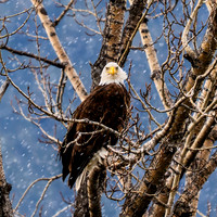 20250322 - Raduim - 0426-sharpened