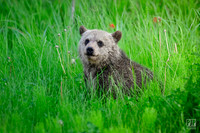 20240714 Kananaskis Grizzlies-16