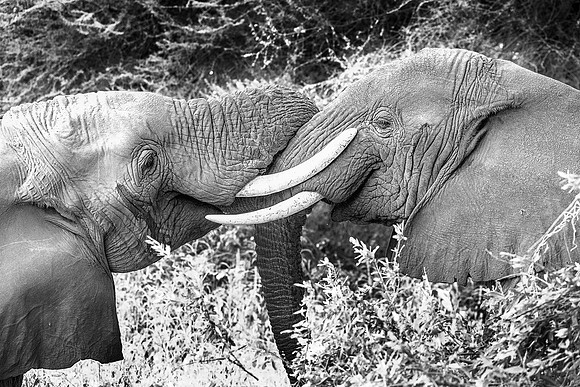 20230624 - Safari - Lake Manyara (0872)-sharpened
