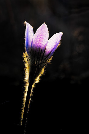 20210510--Crocus-2b