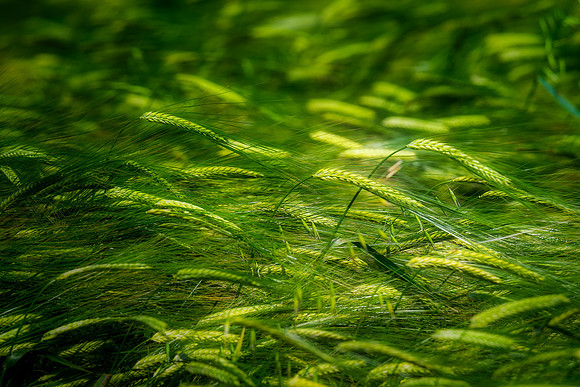 20200803--wheat