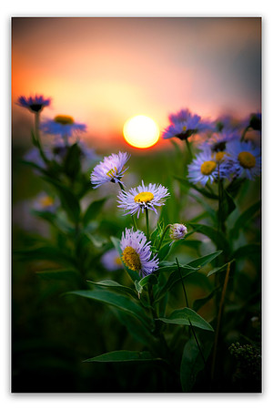20210713 - Glenbow-Flowers