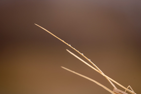 20200503---Wetgrass