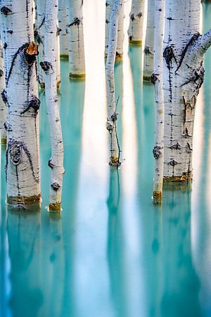 20210930 - Fall-246-flooded-aspen