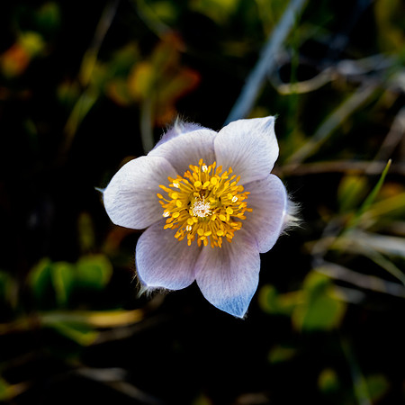20210510--Crocus-2c