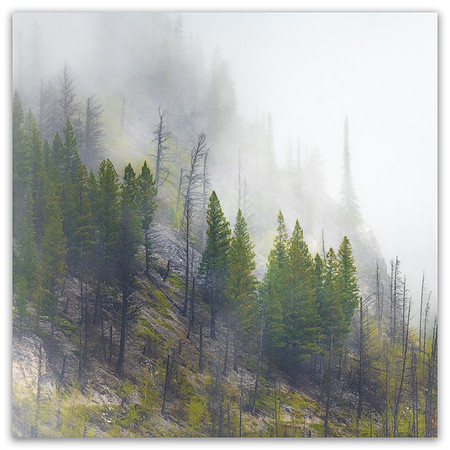 20210524 - Banff-Mist yrees