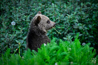 20240714 Kananaskis Grizzlies-23