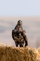 20241015-Golden-Eagle