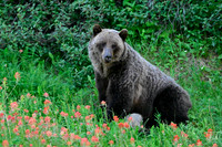 20240714 Kananaskis Grizzlies-22