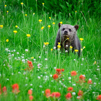 20240714 Kananaskis Grizzlies-9
