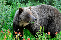20240714 Kananaskis Grizzlies-17